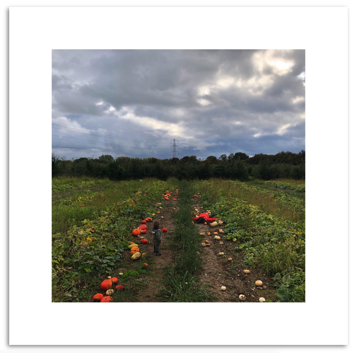 stefdies_pumpkins